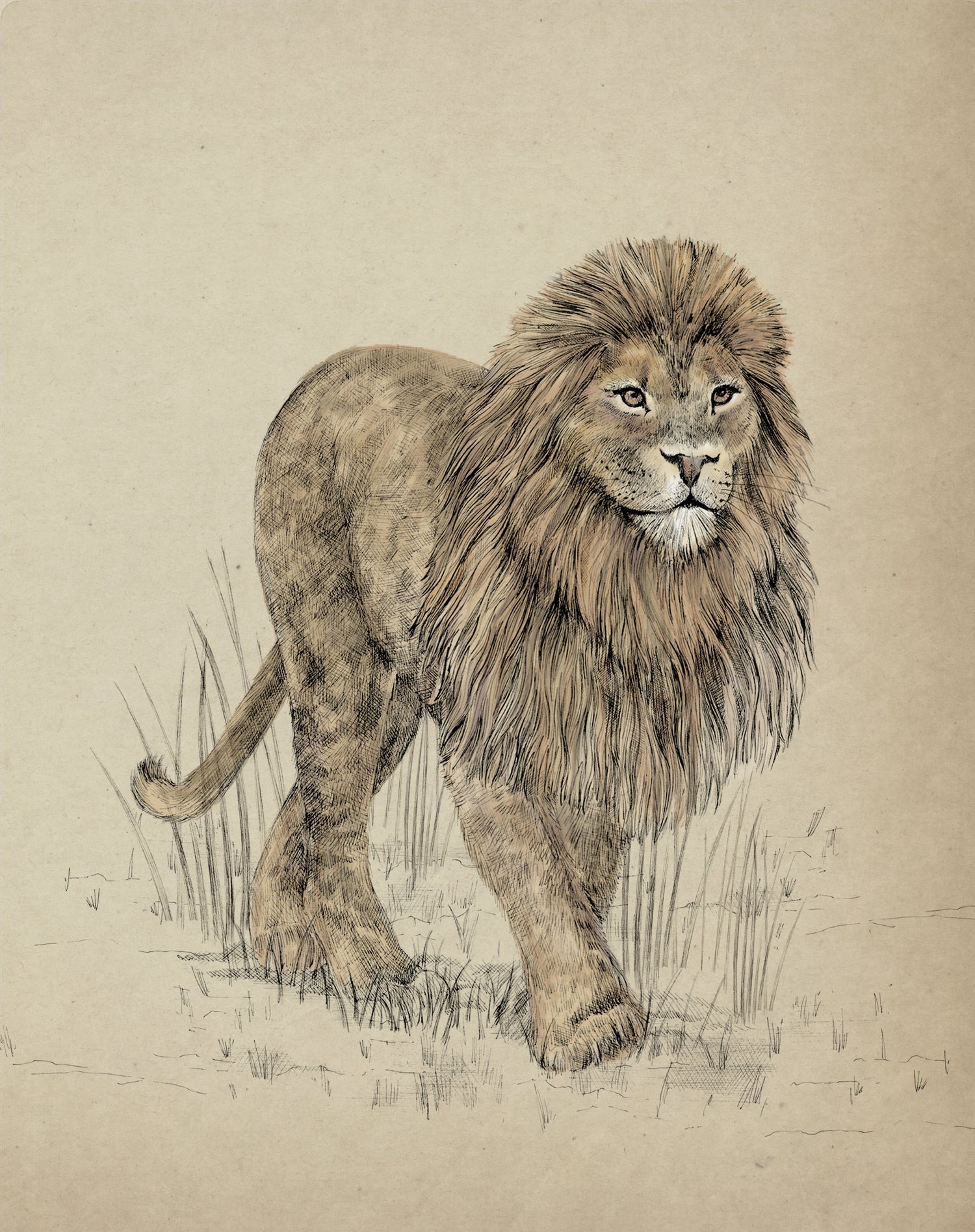LEONARD THE LION Fine art print