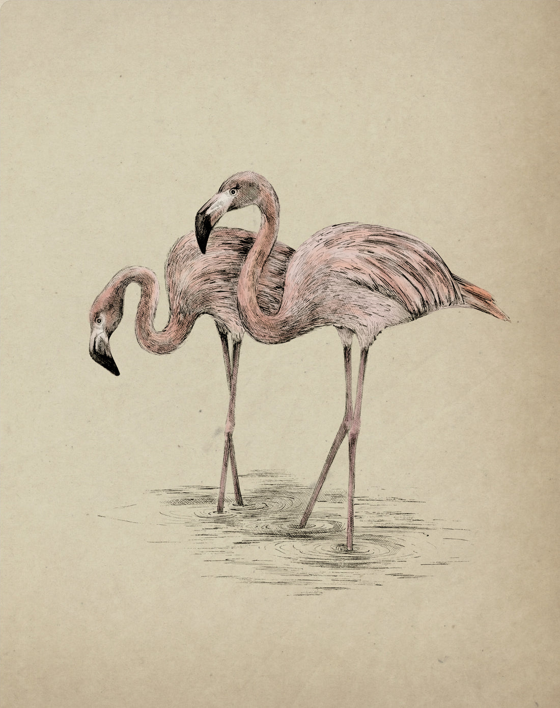 POLLY & PALOMA PLUMES Fine art print