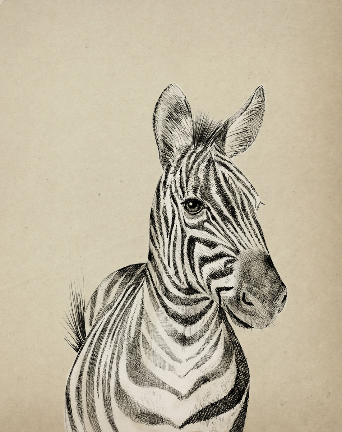 ZAVIER THE ZEBRA Fine art print